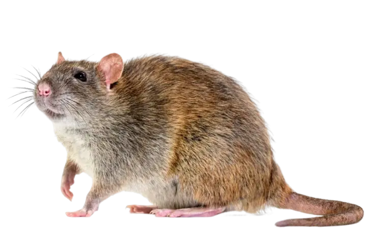 insectes-rats-en correze AZ NUISIBLE